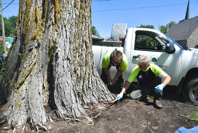 Race Mountain Tree Services Inc work photo