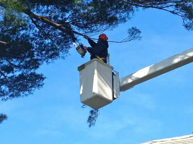 Professional arborist in a bucket truck trimming tree branches with a chainsaw against a clear blue sky in Southern New Hampshire.