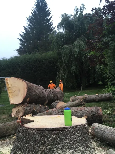 Andrew's Arboriculture work photo