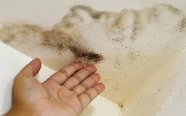 Asbestos
