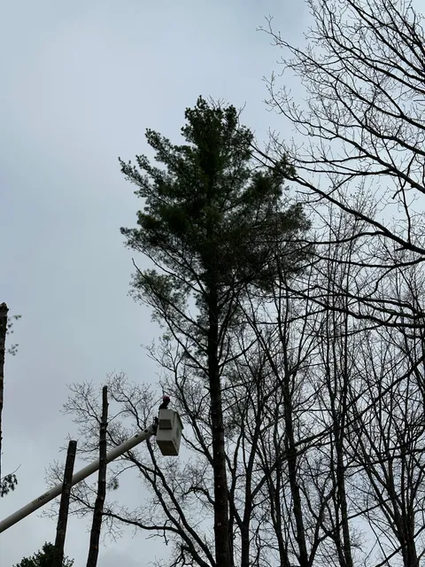 work photo from treeguysinc.com