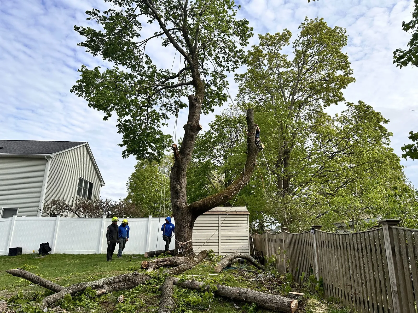 work photo from faithtreeservices.com