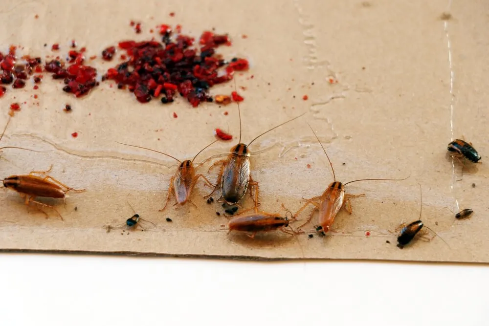 German cockroaches