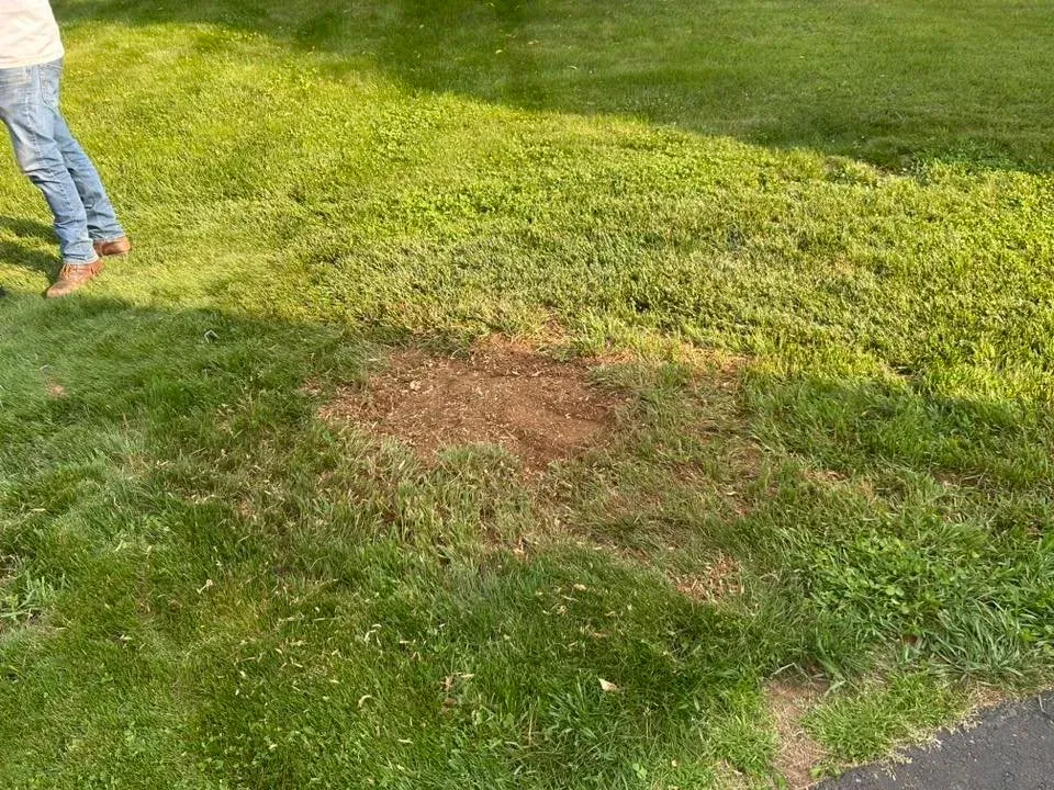 A patch of grass with a small hole or worn area in the soil near the walking path, with a person standing nearby on the left side.