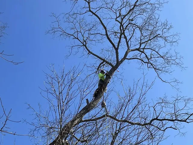 tree-pruning-orleans-cape-cod