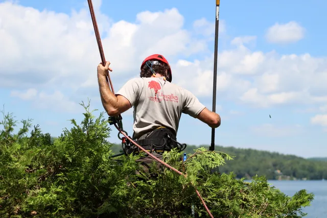 Limbwalker Tree Service work photo