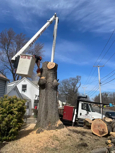 Taylor Tree LLC work photo