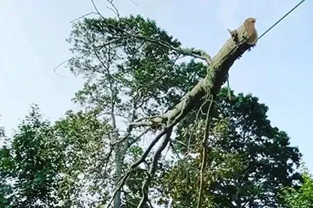 a large tree branch is hanging from a cable.