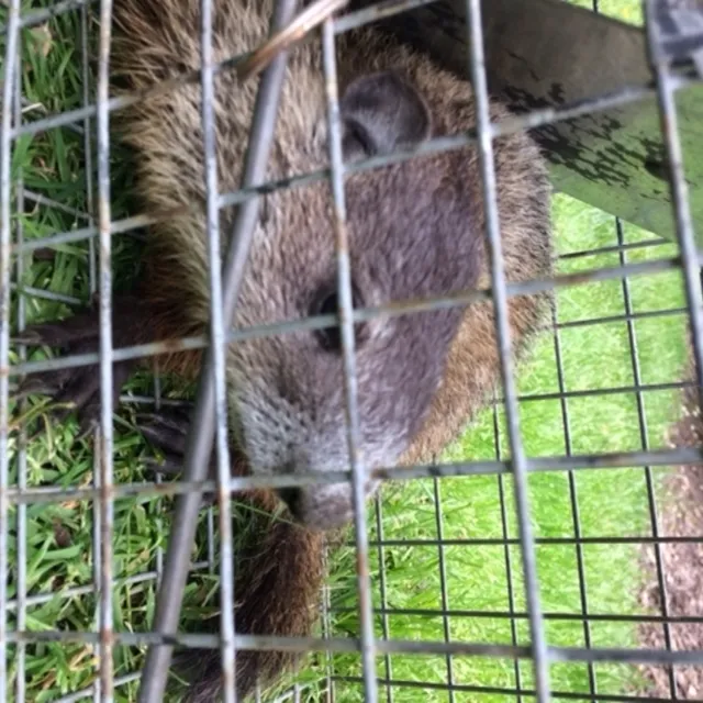 Animal Control of New England researched project photo