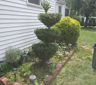 a tree that has been pruned