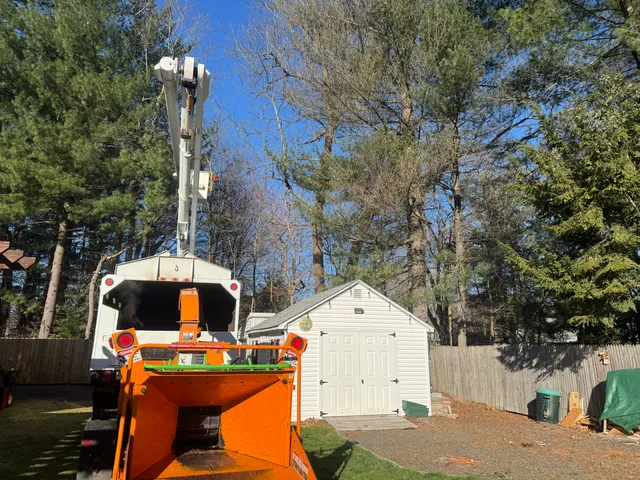 Lucchesi Tree Service work photo
