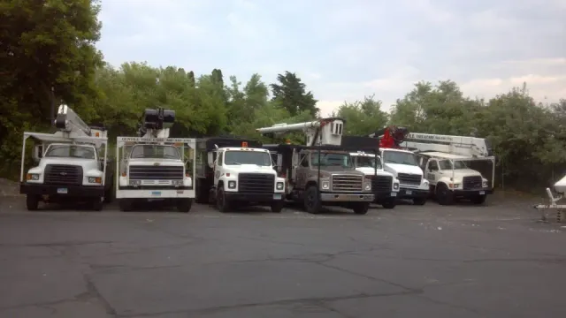 Tree Service Washington, CT