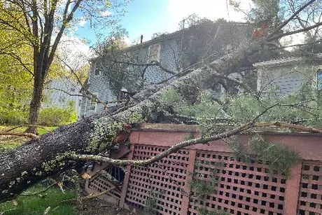 tree damage