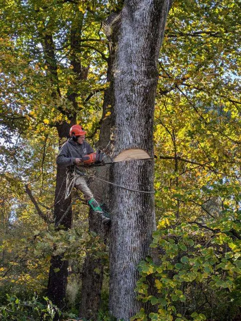 Covered Bridge Tree Care work photo