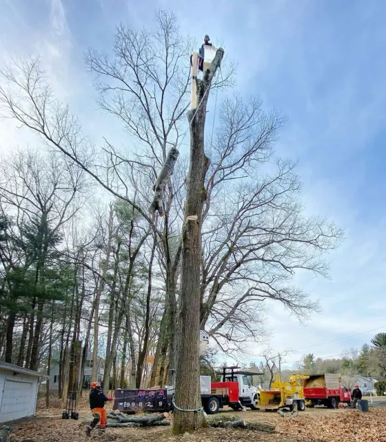 Taylor Tree Service provides tree removal, tree trimming, stump grinding services to MA Hampden County, Hampshire County, lower Berkshire and Worcester County as well as Hartford County and Tolland County CT.