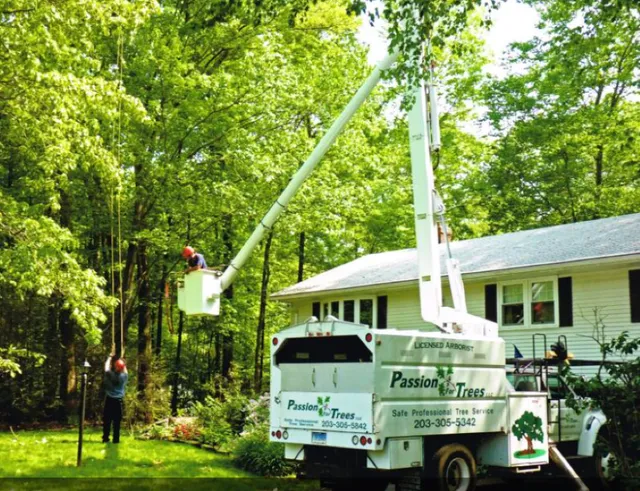 Passion For Trees LLC work photo