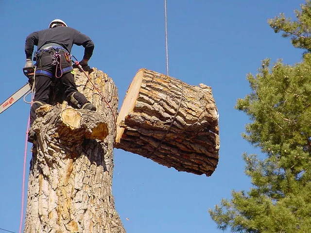 Sepe Tree Services work photo