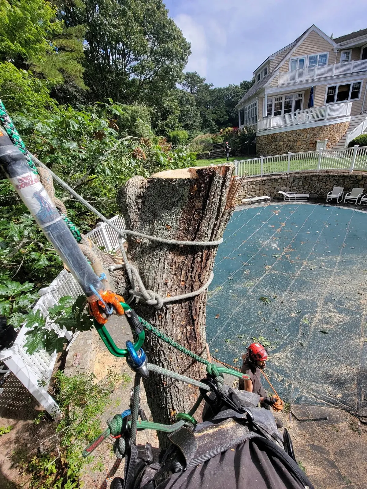 Tree climber ascending rope beside waterfront house and canal, with leafy branches and dock below.