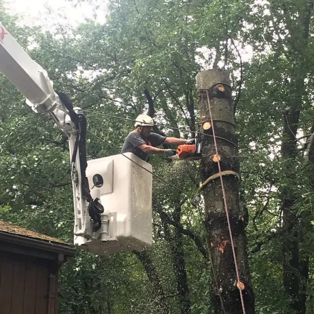 Tree Removal