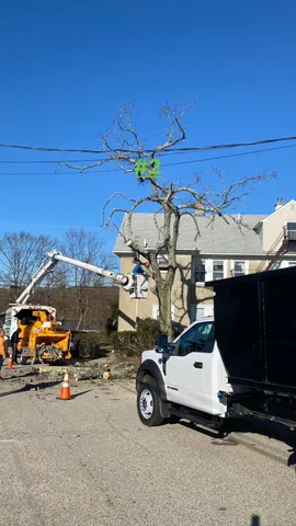work photo from topclimbertreeservices.com