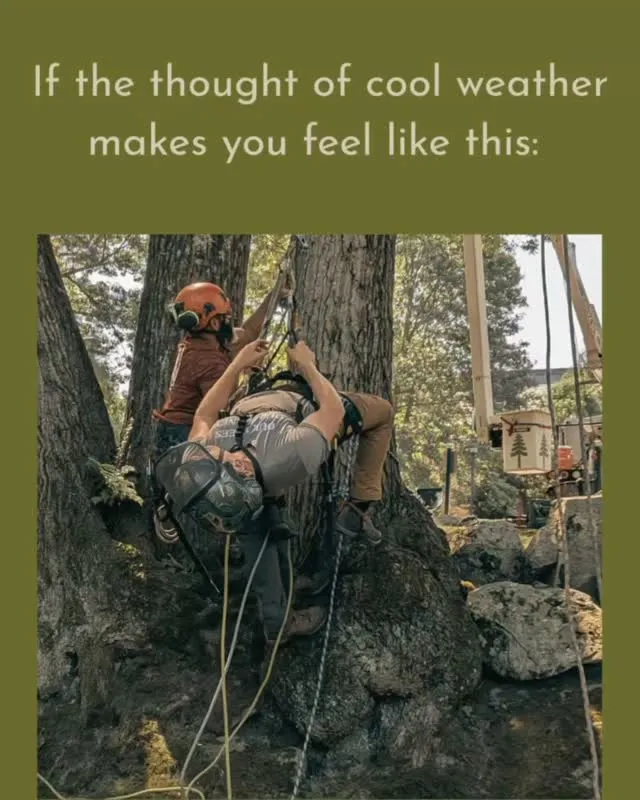 Ever wondered what's pumping in the trucks between tree climbs and site visits? 🌳🎧

From classic rock riffs and bluegrass picks to pop anthems, our arborist team compiled their all-time favorite tracks to build the ultimate Back-to-School season playlist. Whether you’re commuting to class, dropping off the kids, or tackling your own workday, we’ve got your soundtrack covered.

🎶 Turn it up and give it a listen here: https://bit.ly/back-2-school-music

Stairway to Heaven – Led Zeppelin
No Reply at All – Genesis
Love Her Madly – The Doors
Slit Skirts – Pete Townshend
Rough Boys – Pete Townshend
DMV – Primus
Teacher – Jethro Tull
Concubine – NO CIGAR
Green – Jack Van Cleaf
Hate Me – Them Dirty Roses
Fox on the Run – Sweet
Stacy's Mom – Fountains of Wayne
Brandy (You're a Fine Girl) – Looking Glass
Pink Pony Club – Chappell Roan
The Man – Taylor Swift
Take Yo' Mama – Scissor Sisters
MMM Yeah (Give It to Me) – Pitbull
Solid Ground – Wood Belly
Let It Ride – The Wooks
Roadside – Front Porch
Wild Hearts – Keith Urban
'Til You Can't – Cody Johnson
Don't Stop Driving – Thomas Rhett
This – Darius Rucker
Sold (The Grundy County Auction Incident) – John Michael Montgomery
If You're Going Through Hell – Rodney Atkins
Lead the Way – Charley Crockett
Softer – Boy Golden
Blue Eyes Dancing – Matt Heckler
Stick Season – Noah Kahan

Drop your favorite song from the list in the comments! 👇