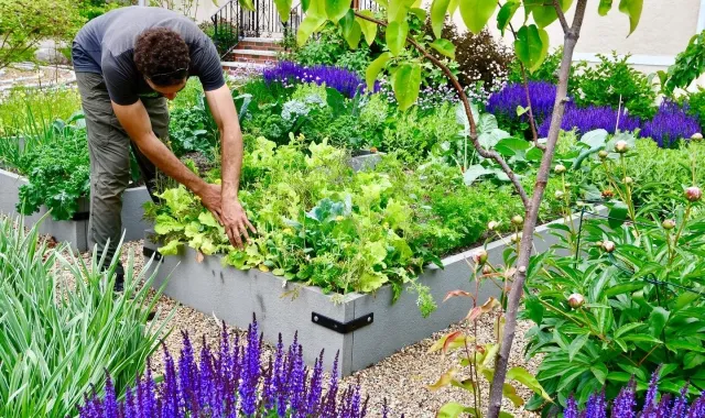 Harvest your landscape.JPG