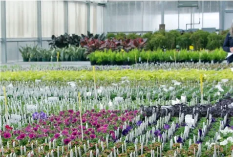 White Flower Farms Thumbnail