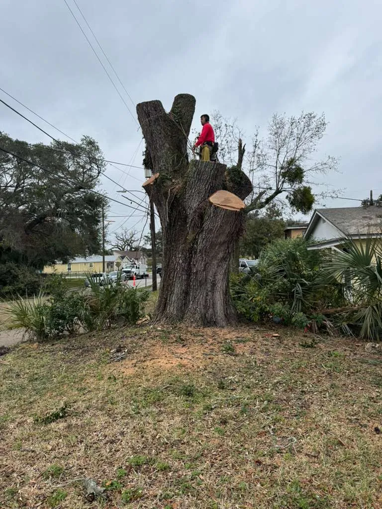 work photo from visionlandsandtreeservicesllc.com