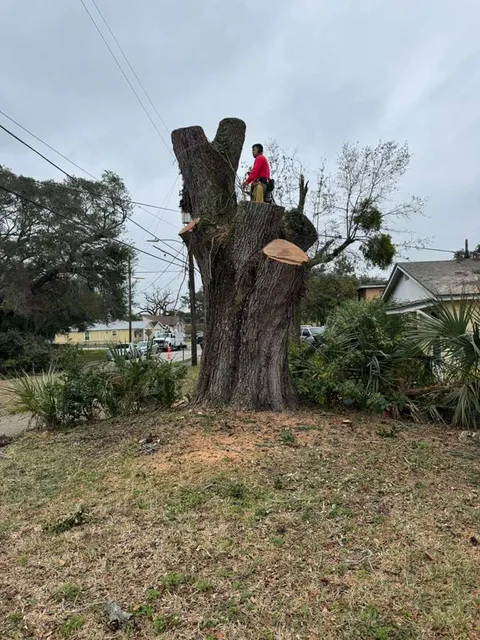 work photo from visionlandsandtreeservicesllc.com