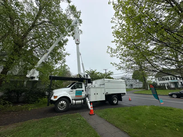 MY TREE GUY work photo