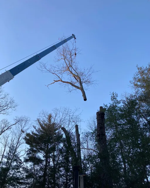 Connell's Tree work photo