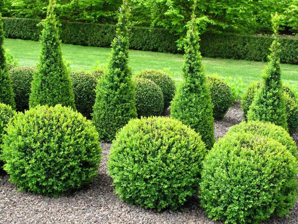 Enhance your property's appeal with our expert shrub trimming service. Our skilled team carefully shapes and maintains your shrubs to promote healthy growth and create an inviting, well-manicured landscape. for Witt Excavating in Hudson, NH
