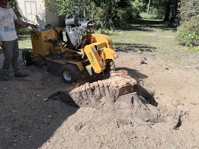 The Ugly Stump work photo