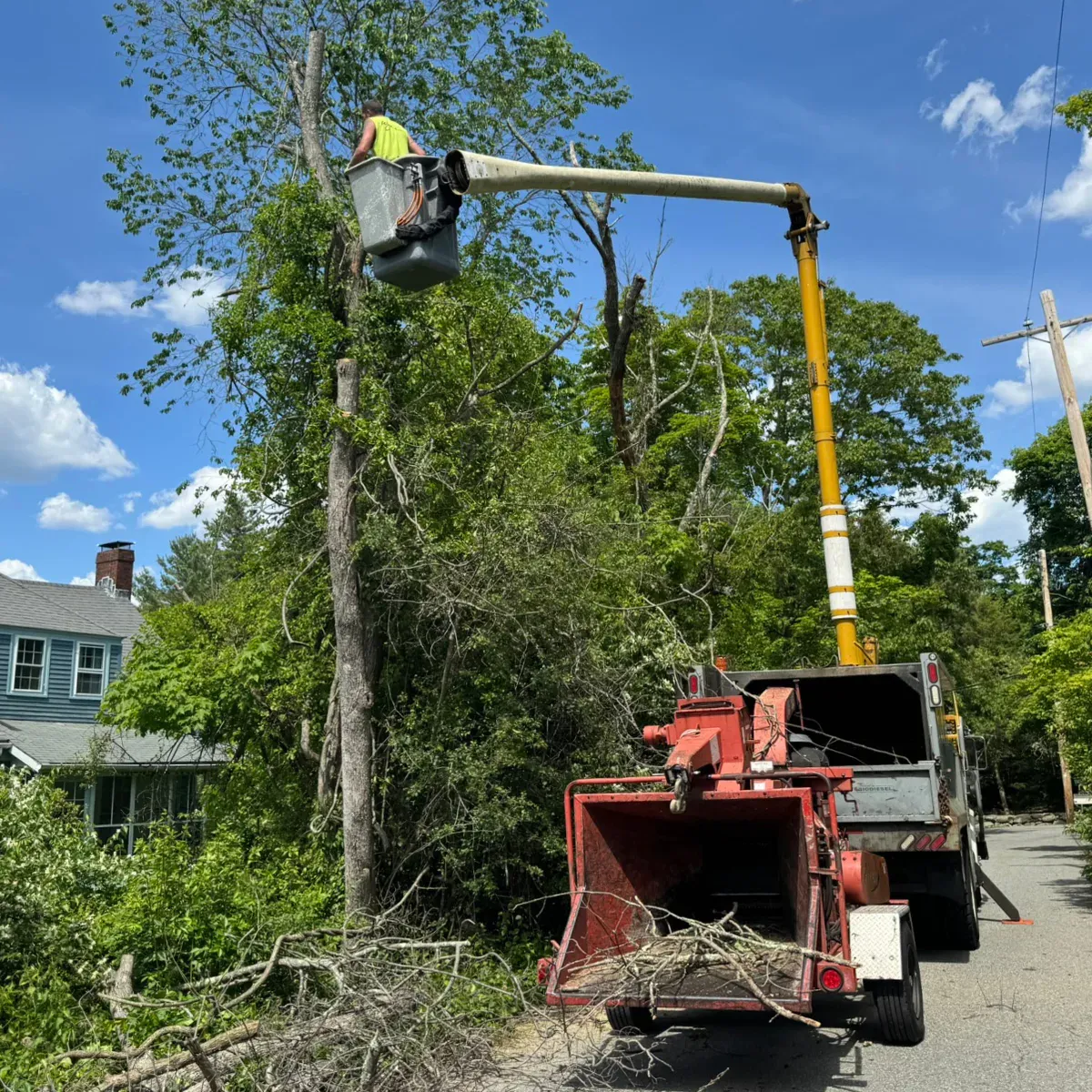 work photo from dovercountrytrees.com
