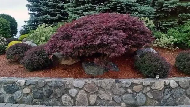 tree and shrub.jpeg