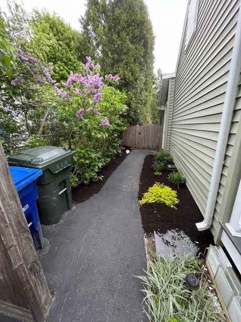 A narrow black asphalt pathway runs alongside a house with beige vinyl siding, bordered by freshly mulched flower beds with green plants. To the left, there's a fence with a large shrub with purple flowers and two trash bins, one green and one blue.