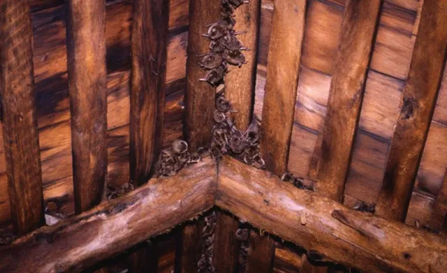 Critter Solutions work photo