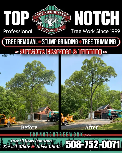 A picture of the top notch tree service brochure.