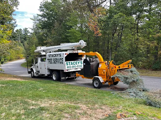 Stacey's Tree Service work photo
