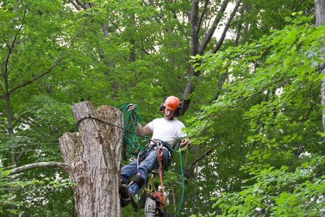 Nichols Tree Care work photo