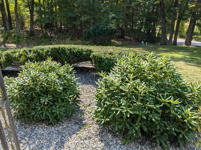 Hedge-hog Bush trimming plus LLC work photo