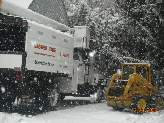 Tree Removal services 13