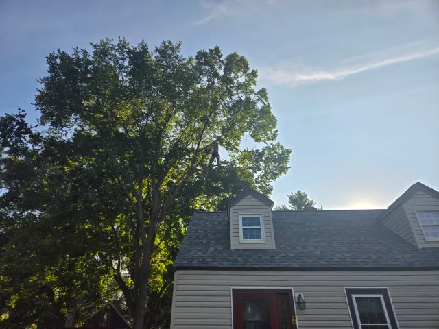 A backyard scene with a tall leafy tree behind a house with a gray shingled roof and white siding, sunlight in the background.