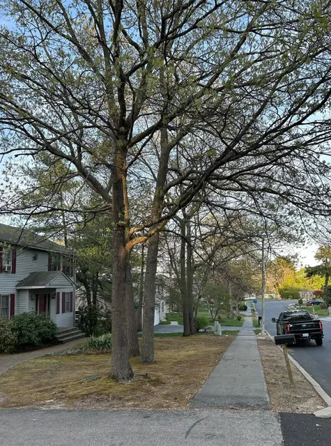Before tree removal: large trees crowding a front yard and sidewalk