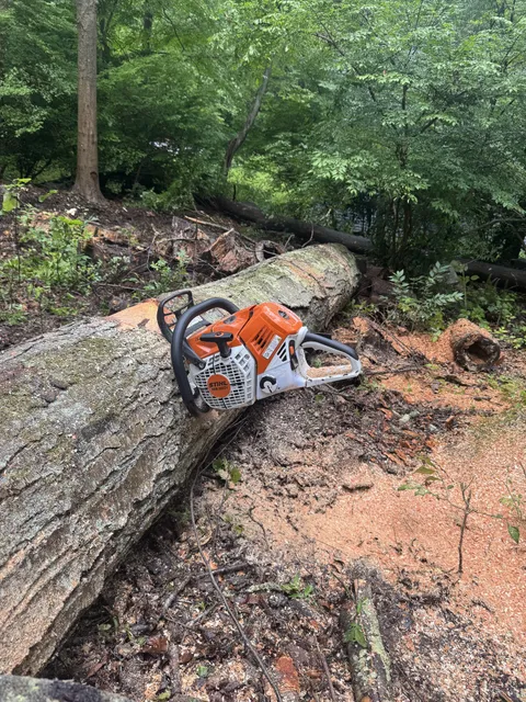 Chainsaw resting on a felled trunk surrounded by fresh sawdust in a wooded area