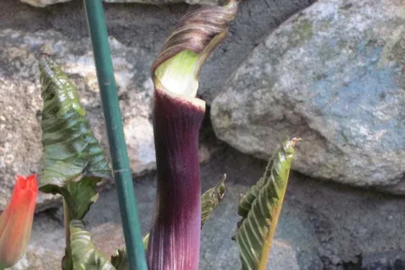 Unusual specimen planting detail against a stone wall