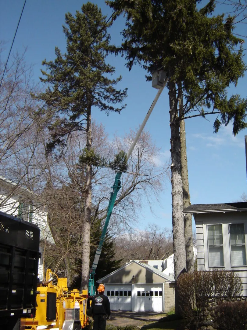 work photo from topnotchtreework.com