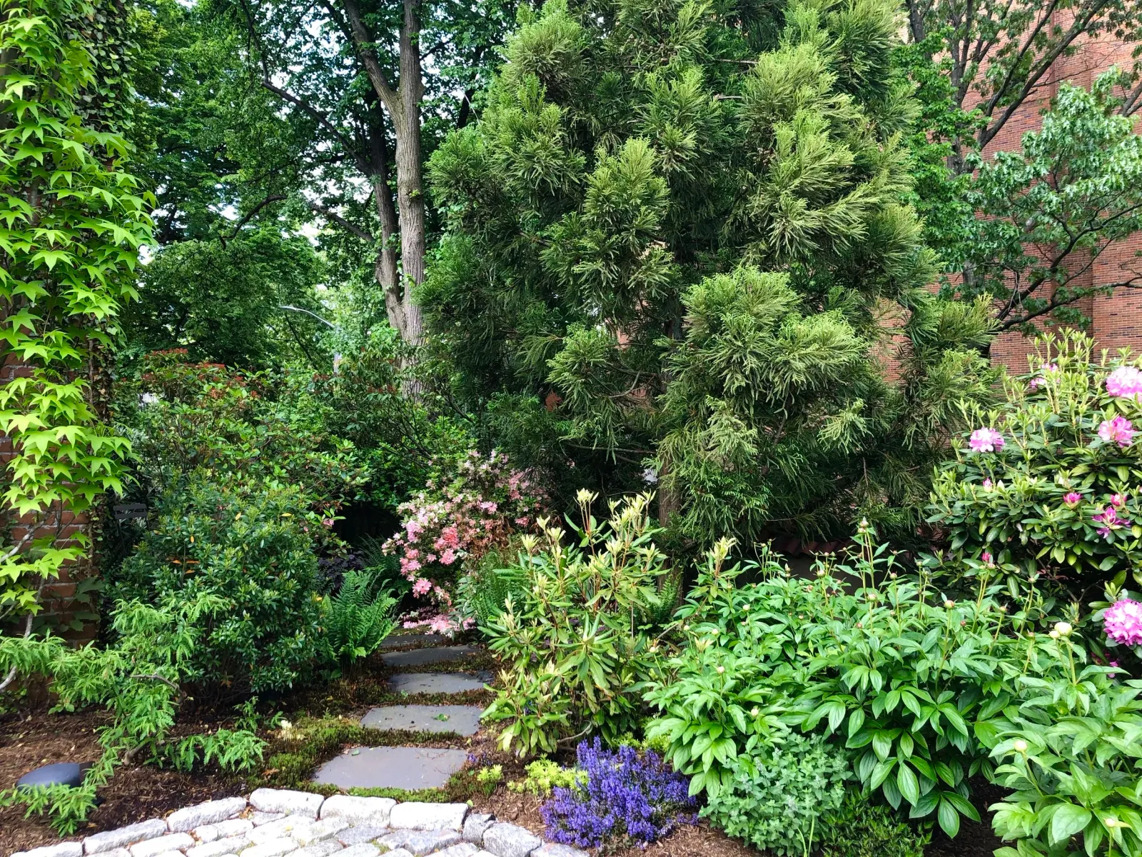 177_Hope Shade Garden  1 After.jpeg