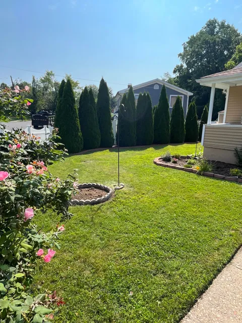 Front yard with roses, arborvitae hedge and manicured lawn