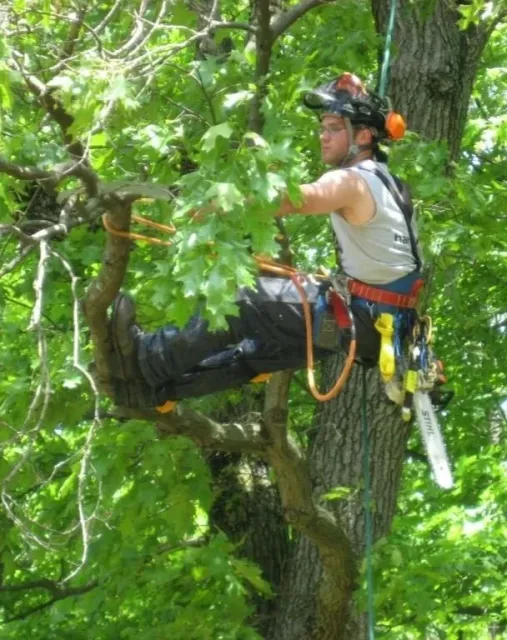 An arborist wearing safety gear and a helmet with a headlamp, sitting in a tree during tree pruning or trimming.